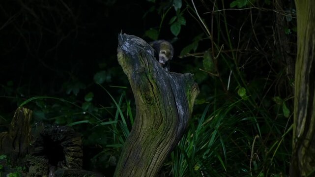 European polecat climbing a tree trunk at night, spotlighted in dense forest understory, showing elusive mustelid movement and nocturnal wildlife behavior.