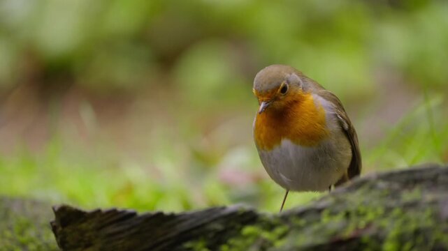 Eurasian robins in slow motion hop and forage on forest floor. Foreground bird stays sharp while a second robin in soft focus exits frame, highlighting shallow depth of field.