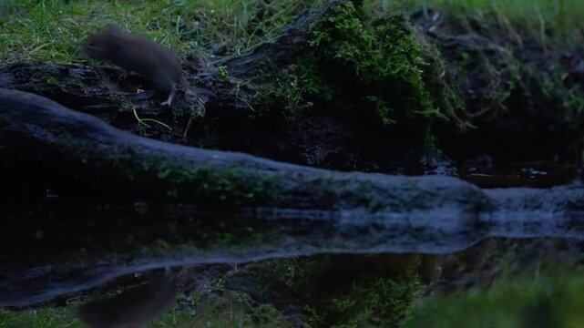 Bank vole climbs a mossy stream bank in slow motion, moving left and disappearing out of frame in a nocturnal forest setting beside still water reflections.
