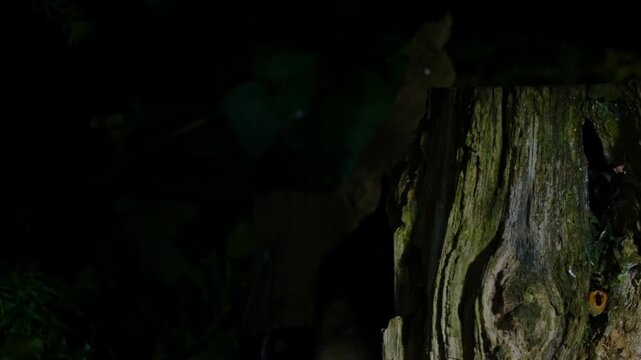 European polecat climbing down a tree trunk in very low light, slow motion. Nocturnal mustelid movement in forest habitat, natural behavior with dark, moody atmosphere.