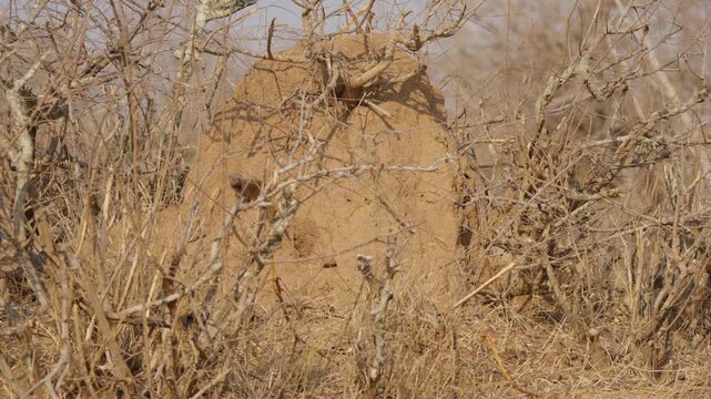 Dwarf mongoose perched on dead tree in front of termite mound in Kruger National Park, South Africa. Alert small predator among dry thorny savanna brush in daylight.