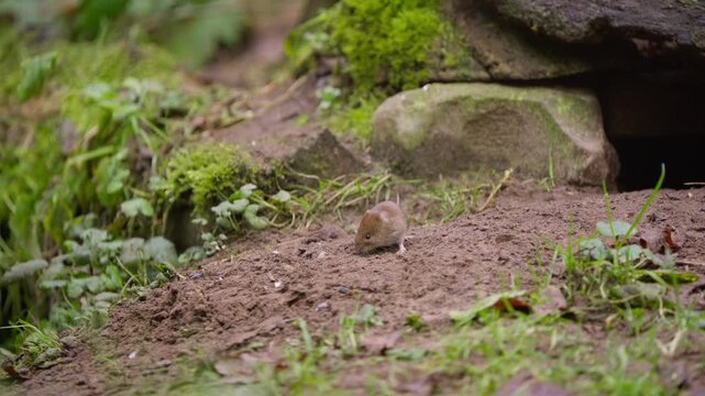 Bank vole digging and foraging in loose soil near rocks and moss, slow motion close-up showing natural feeding behavior in woodland habitat.