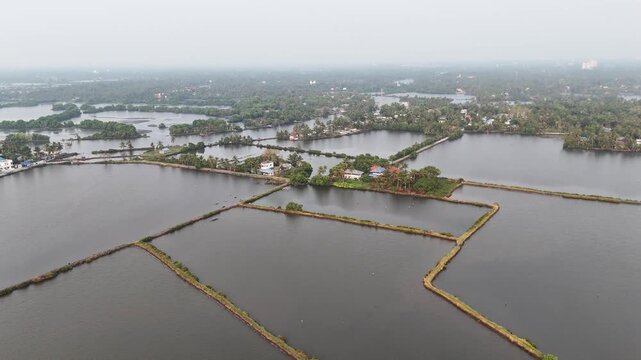 Drone footage reveals expansive Kerala backwaters with geometric aquaculture ponds divided by earthen bunds. Lush coconut palms dot small islands while traditional homes with colorful roofs nestle amo