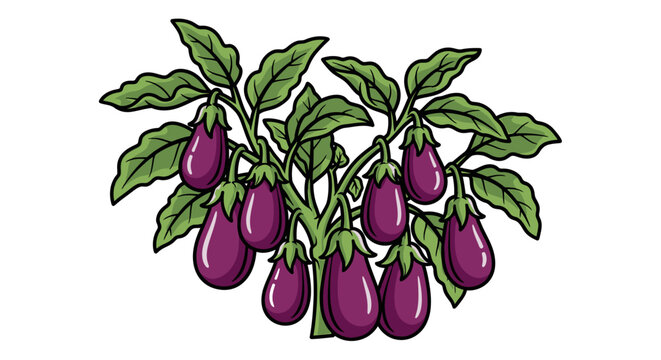 Purple Eggplant Vegetable Plant Illustration.