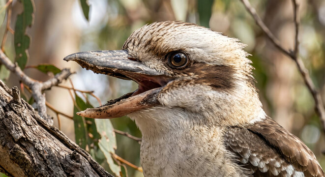 A hyper-detailed, close-up portrait of a Laughing Kookaburra with its beak wide open in mid-call. The focus is sharp on its large, dark eye and the powerful, hooked beak. Its distinctive brown "mask" 