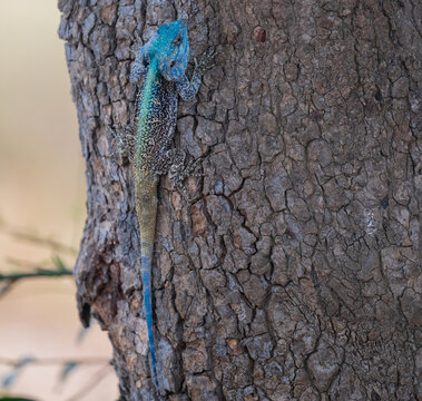 Afrikanische Tiere, Acanthocercus atricollis, die Schwarzhalsagame oder S&uuml;dliche Baumagame Echse im Kr&uuml;ger National Park - Kruger Nationalpark S&uuml;dafrika