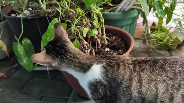 Curious Tabby Cat Investigating Potted Tropical Houseplants On Outdoor Patio