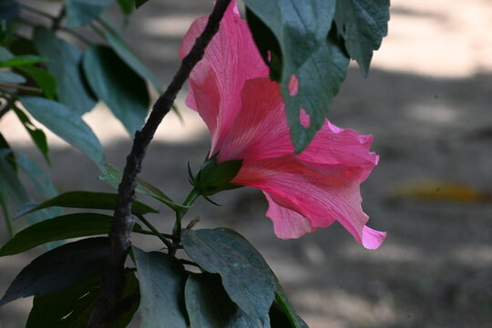 A beautiful pink Hibiscus flower. It&nbsp;is a genus of&nbsp;flowering plants&nbsp;in the&nbsp;mallow&nbsp;family. Its blooms vibrantly against a backdrop of deep green leaves.
