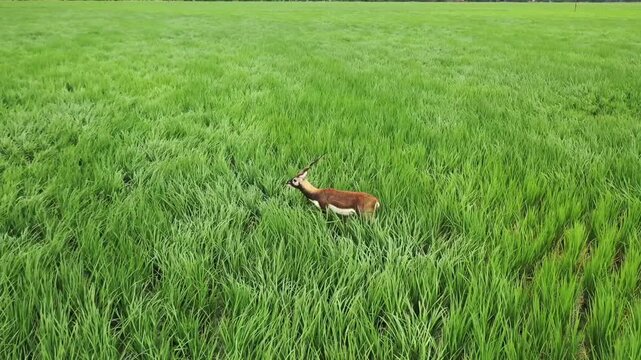 Aerial drone shots of blackbucks roaming through lush paddy fields in Kaimur, Bihar, capturing wildlife, rural landscapes, and the natural beauty of the Indian countryside.