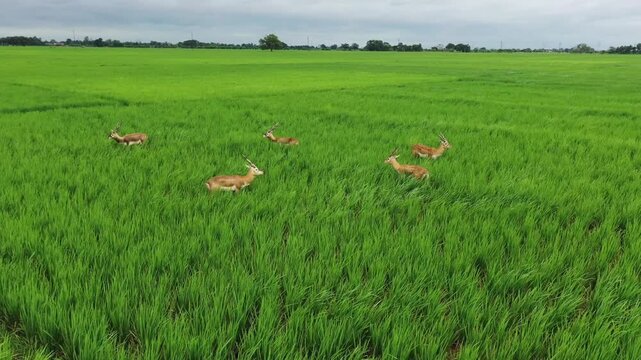 Aerial drone shots of blackbucks roaming through lush paddy fields in Kaimur, Bihar, capturing wildlife, rural landscapes, and the natural beauty of the Indian countryside.