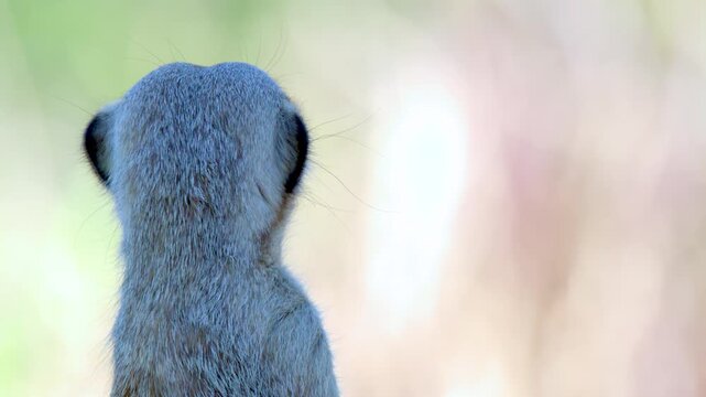 Alert Meerkat Standing and Looking Around in Profile View
