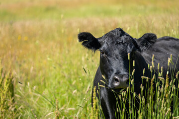 Australian wagyu cows grazing in a field on pasture. close up of a black angus cow eating grass in a paddock in springtime in australia © Phoebe