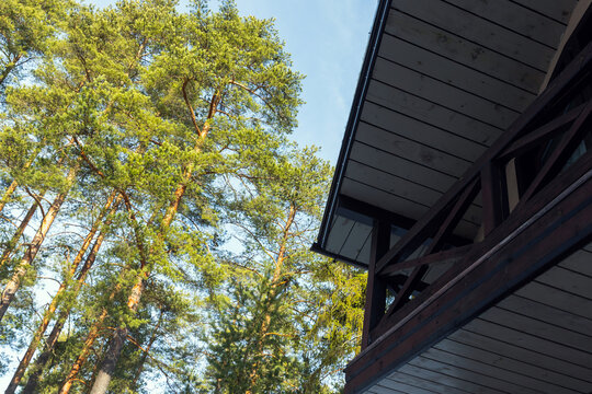 Looking up at tall pine trees beside a rustic wooden house balcony, bathed in warm sunlight against a clear blue sky. A peaceful outdoor scene evoking nature, calm and rural living
