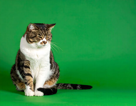 A tabby and white cat sits with eyes closed, looking downwards with a relaxed expression against a plain green background, conveying a peaceful and tranquil mood