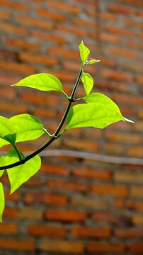 Close-up of vibrant green leaves on a thin branch illuminated by sunlight. Fresh foliage in natural outdoor setting. Nature background with bright plant leaves.
