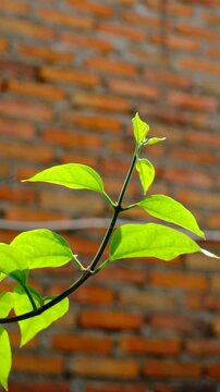Close-up of vibrant green leaves on a thin branch illuminated by sunlight. Fresh foliage in natural outdoor setting. Nature background with bright plant leaves.