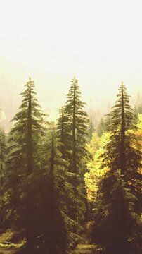 Sunlight shines through tall trees in a dense forest. The trees are green with hints of yellow and gold. This scene shows nature in the autumn season with warm light.