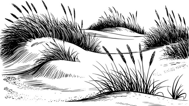 Black and white ink of windswept sand dunes with tall grasses, coastal landscape