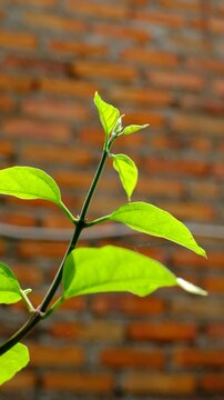 Close-up of vibrant green leaves on a thin branch illuminated by sunlight. Fresh foliage in natural outdoor setting. Nature background with bright plant leaves.