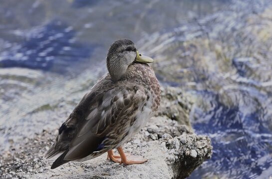 red billed gull