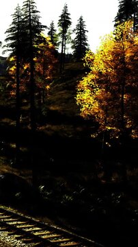 Trees with bright yellow leaves stand tall in the forest. Sunlight illuminates the foliage, showing the arrival of fall. The scene captures nature in the daytime with vibrant colors.