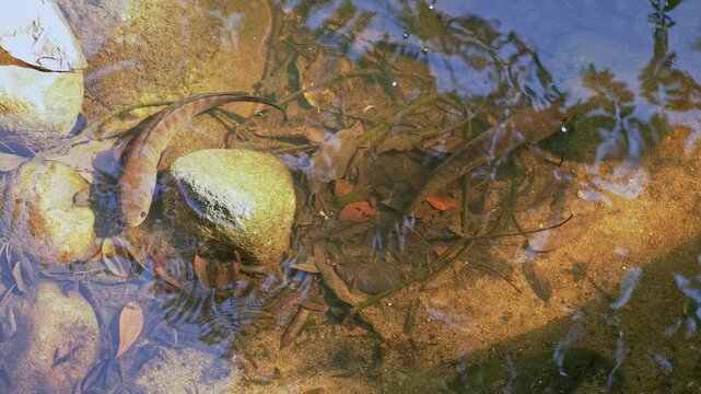 Two Striped Snakehead (Channa striata) Guarding Fry &ndash; Overhead Wildlife Footage 