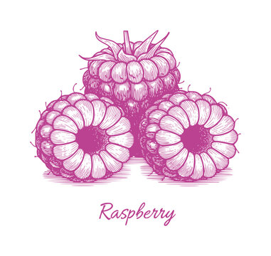 Three purple raspberries in vintage engraving style raspberry fruit