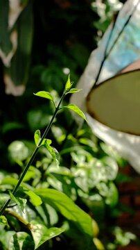 Close-up of vibrant green leaves on a thin branch illuminated by sunlight. Fresh foliage in natural outdoor setting. Nature background with bright plant leaves.