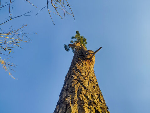 Large Ponderosa Pine tree Nature Beauty