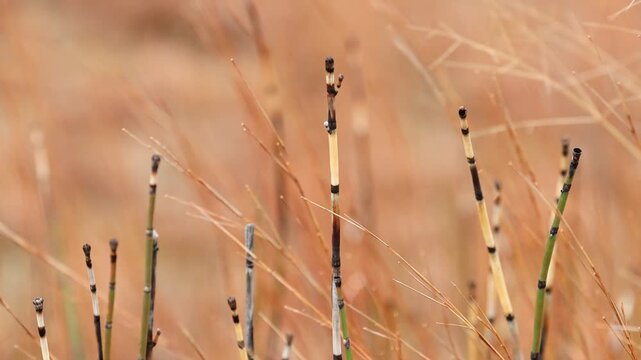 Wild horsetail plants blowing in the wind