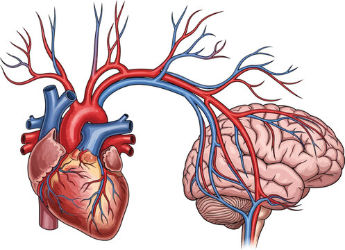 Anatomy of the human brain showing blood vessels and neural pathways isolated on transparent background