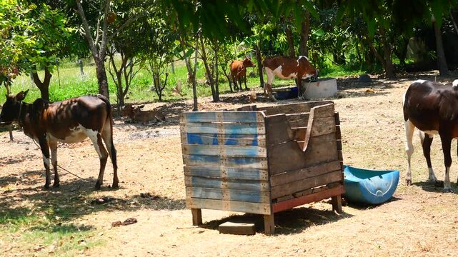 Thai cow is standing with the feeding trough in the enclosure of an animal farm, Pass a rope through the nose of ox, Thailand