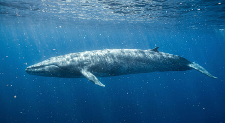 Obraz premium A cinematic underwater shot from a side profile, capturing the full 100-foot length of a Blue Whale as it glides through sun-drenched sapphire water. Tiny specks of plankton 