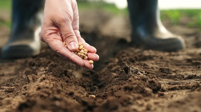 Farmer hand sprinkles seeds into ground, planting. Close up palm fingers arm with corn seeds planting vegetables in freshly plowed bed. Agricultural Big Business, Hard Labor on Farms to Provide Food