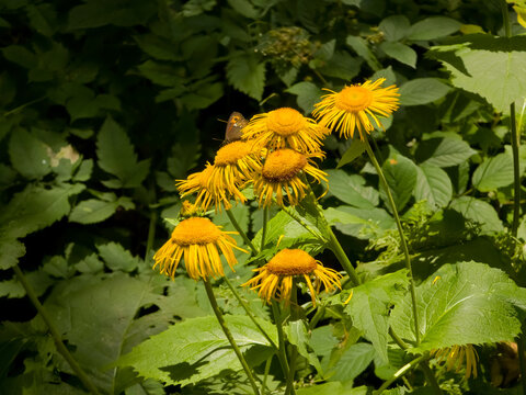 Yellow elecampane flowers (Telekia speciosissima / Inula helenium) blooming in a lush green woodland setting with a brown butterfly perched on one petal, close-up shot.
