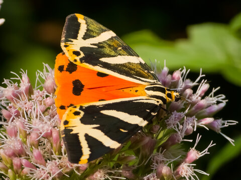 Jersey tiger moth (Euplagia quadripunctaria) resting on pink hemp-agrimony blossoms (Eupatorium cannabinum) in bright sunlight.