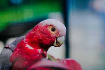 The Galah Cockatoo (Eolophus roseicapilla) is one of the most common and easily recognizable cockatoo species due to its contrasting feather colors. © Didit