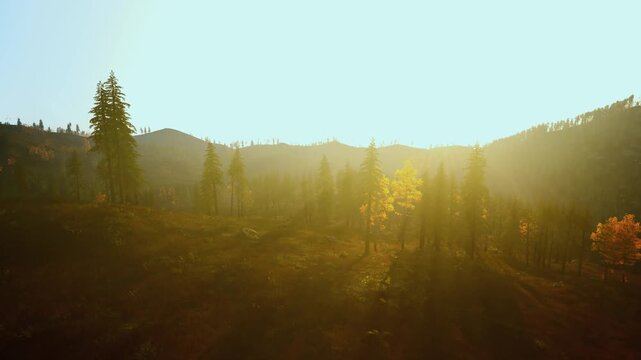 soft sunrise across pine valley with glowing yellow trees dramatic sunbeams cut through mist, warm amber palette, long tree silhouettes and textured hillside,