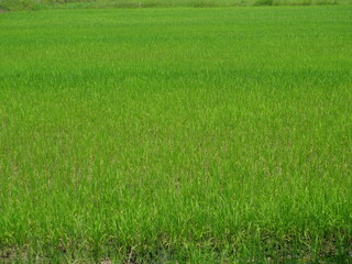 Fototapeta premium Aerial view of the green rice plant field in water on dirt land, Cereal crop in tropical, Rural in Thailand