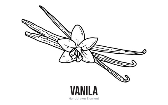 Hand drawn vector illustration of flower and vanilla outline