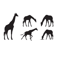 Fototapeta premium Giraffe Silhouette Set Black White Vector Minimal Illustration Giraffe Animal Silhouettes Collection Simple Flat Design Pack Giraffe Vector Bundle Black and White Wildlife Silhouette Set