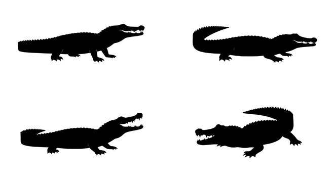 Black crocodile silhouette set, alligator vector icons in different poses, 4 predatory reptile elements, wild swamp animal graphics for logos