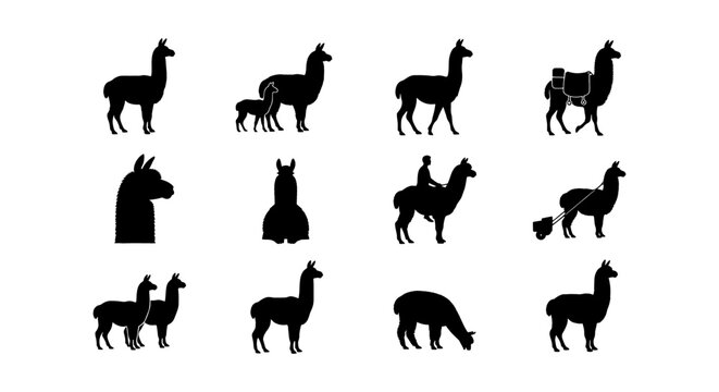 Llama silhouette vector set, 12 alpaca icons in black profile, South American camelid animal collection for logos and farm branding