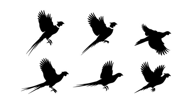 Flying pheasant silhouettes set, black bird vector icons of wild game birds in flight, 6 pheasant elements for hunting club logos and nature designs