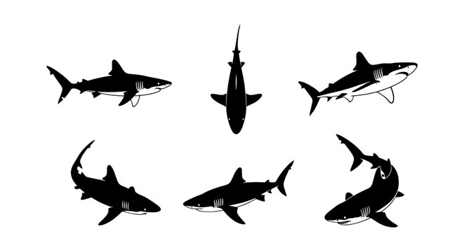 Shark silhouette vector collection, set of 6 predatory great white shark icons, black and white marine life illustrations for logo design and branding
