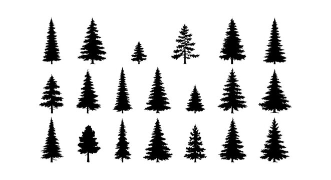 Pine tree silhouette collection, 20 evergreen forest conifer vector elements, black spruce and fir tree icons for outdoor landscape design