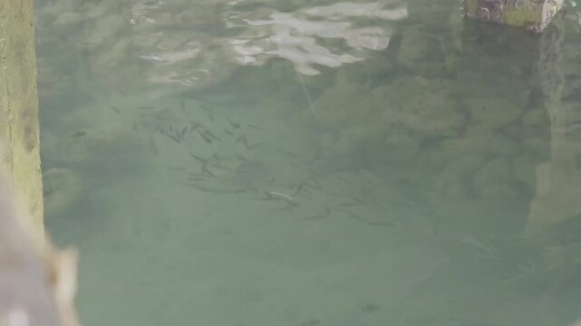 Small fish swimming in clear water tropical nature Indonesia