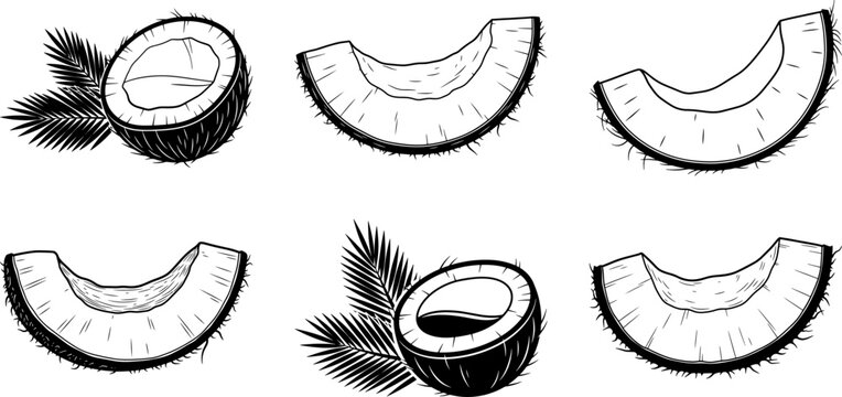 Coconut slices and halves with leaves illustration set