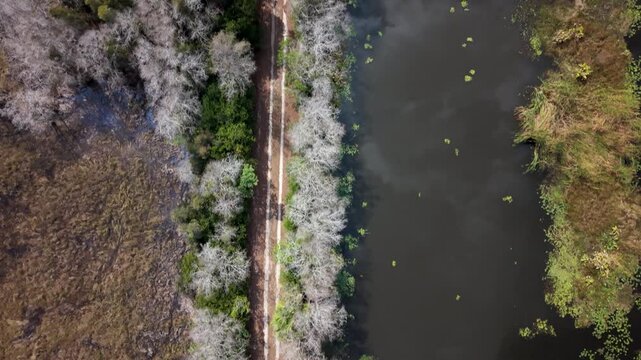 Top down drone shot of walking path at Grassy Waters Preserve in Florida.