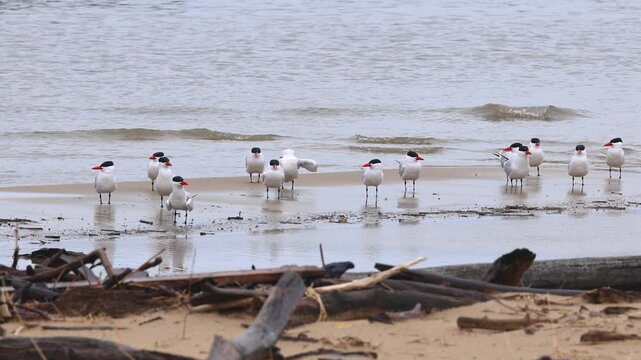Caspian tern migratory flock resting on a sandy beach in Lake Michigan.